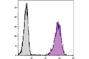 Mouse pre-B cell line 18-81 was stained with Rat Anti-Mouse BP-1-PE. (eIF4EBP1 Antikörper)