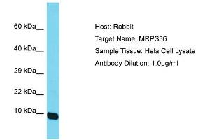 Host: Rabbit Target Name: MRPS36 Sample Tissue: Human Hela Whole Cell Antibody Dilution: 1ug/ml (MRPS36 Antikörper  (N-Term))