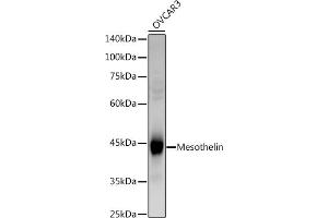 Western blot analysis of extracts of OVC cells, using (ABIN6128283, ABIN6144072, ABIN6144074 and ABIN6221775) at 1:1000 dilution. (Mesothelin Antikörper  (AA 37-296))