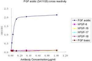 Image no. 2 for anti-FGF acidic antibody (ABIN1574161) (FGF acidic Antikörper)