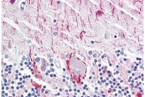 Anti-NEFH antibody IHC staining of human brain, cerebellum. (NEFH Antikörper)