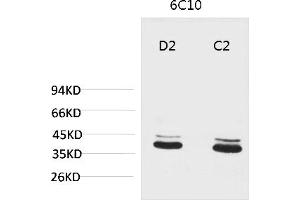 Western blot analysis of 1) Mouse Brain Tissue, 2) Rat Brain Tissue with P44/42 MAPK (ERK1/2) Mouse mAb diluted at 1:2000. (ERK1/2 Antikörper)