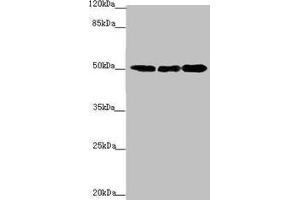 Western blot All lanes: EEF1A2 antibody at 2. (EEF1A2 Antikörper  (AA 184-463))