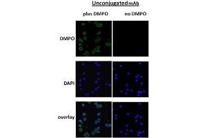 DMPO Immunofluorescence. (DMPO Antikörper)