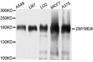 Western blot analysis of extract of various cells, using ZMYND8 antibody. (ZMYND8 Antikörper)