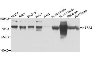 Western blot analysis of extracts of various cell lines, using HSPA2 antibody (ABIN5975666) at 1/1000 dilution. (HSPA2 Antikörper)