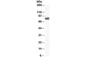 Western blot testing of mouse brain lysate with NUMB antibody at 0. (NUMB Antikörper)
