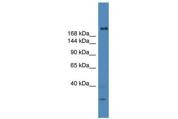 USP9Y Antikörper  (C-Term)