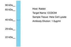CCDC94 Antikörper  (AA 239-288)