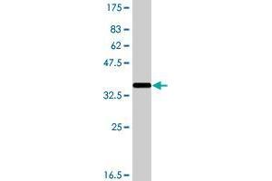 Western Blot detection against Immunogen (37. (NLRP3 Antikörper  (AA 1-100))