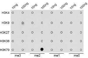 Dot-blot analysis of all sorts of methylation peptides using DiMethyl-Histone H3-K79 antibody. (Histone 3 Antikörper  (H3K9me2))