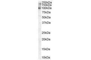 Image no. 1 for anti-Myosin VIIA and Rab Interacting Protein (MYRIP) (C-Term) antibody (ABIN374340) (MYRIP Antikörper  (C-Term))