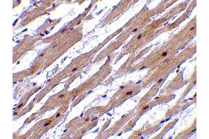 Immunohistochemistry (IHC) image for anti-Death Effector Domain Containing 2 (DEDD2) (N-Term) antibody (ABIN1031349) (DEDD2 Antikörper  (N-Term))