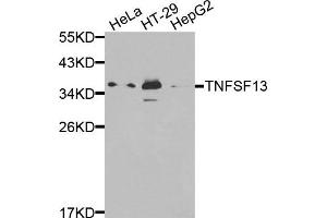 Western blot analysis of extracts of various cells, using TNFSF13 antibody. (TNFSF13 Antikörper)
