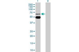 Western Blot analysis of MEF2C expression in transfected 293T cell line by MEF2C MaxPab polyclonal antibody. (MEF2C Antikörper  (AA 1-469))