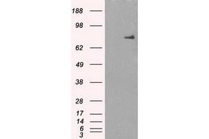 Image no. 2 for anti-P450 (Cytochrome) Oxidoreductase (POR) antibody (ABIN1497743) (POR Antikörper)