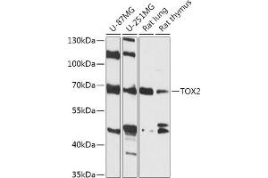 Western blot analysis of extracts of various cell lines, using TOX2 antibody (ABIN7270860) at 1:1000 dilution. (TOX2 Antikörper  (AA 1-140))