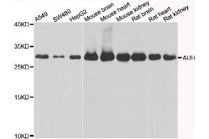 Western blot analysis of extracts of various cell lines, using AUH antibody. (AUH Antikörper)