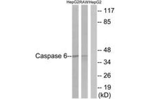 Western Blotting (WB) image for anti-Caspase 6, Apoptosis-Related Cysteine Peptidase (CASP6) (AA 223-272) antibody (ABIN2888590) (Caspase 6 Antikörper  (AA 223-272))
