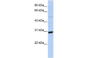 Western Blotting (WB) image for anti-Metaxin 2 (MTX2) antibody (ABIN2459499) (MTX2 Antikörper)