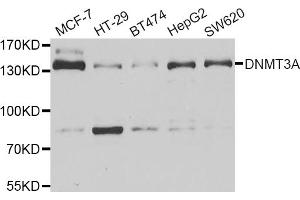 Western blot analysis of extracts of various cell lines, using DNMT3A antibody (ABIN5973891) at 1/1000 dilution. (DNMT3A Antikörper)