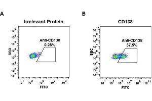 Expi 293 cell line transfected with irrelevant protein  (A) and human CD138  (B) were surface stained with Rabbit anti-CD138 monoclonal antibody 1 μg/mL (clone: DM45) followed by Alexa 488-conjugated anti-rabbit IgG secondary antibody. (Rekombinanter Syndecan 1 Antikörper  (AA 23-254))