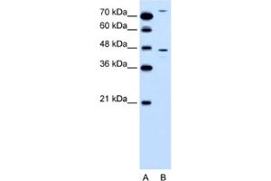 Western Blotting (WB) image for anti-Chemokine Binding Protein 2 (CCBP2) antibody (ABIN2460191) (CCBP2 Antikörper)