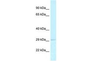 Image no. 1 for anti-Replication Protein A2, 32kDa (RPA2) (AA 28-77) antibody (ABIN6747783) (RPA2 Antikörper  (AA 28-77))