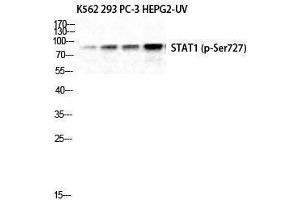 Western Blotting (WB) image for anti-Signal Transducer and Activator of Transcription 1, 91kDa (STAT1) (pSer727) antibody (ABIN3179721) (STAT1 Antikörper  (pSer727))
