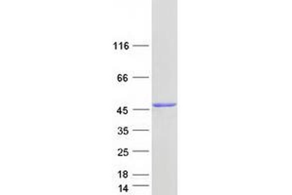 NADK2 Protein (Transcript Variant 1) (Myc-DYKDDDDK Tag)