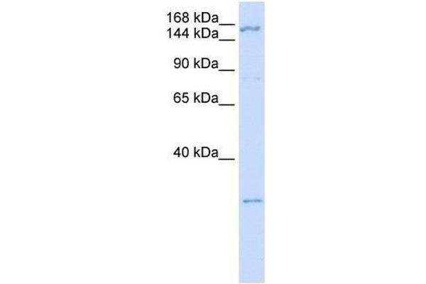 ZNF687 Antikörper  (C-Term)