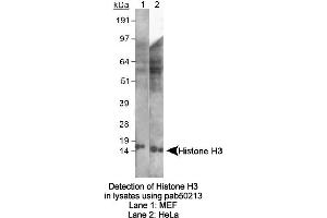 Image no. 1 for anti-Histone 3 (H3) (AA 100-200) antibody (ABIN363522) (Histone 3 Antikörper  (AA 100-200))