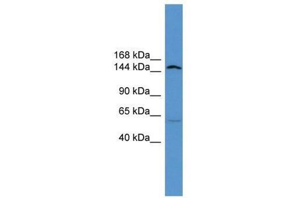 ATP10D Antikörper  (Middle Region)