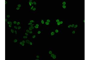 Immunofluorescence staining of HepG2 cells with nme1HU at 1:1, counter-stained with DAPI. (Histone H1-Like (LOC107807853) Antikörper)