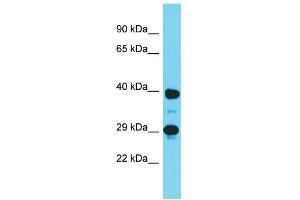 Host:  Rabbit  Target Name:  Dmrtc2  Sample Type:  Mouse Stomach lysates  Antibody Dilution:  1. (DMRTC2 Antikörper  (C-Term))