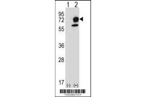 Western blot analysis of ITPKB using rabbit polyclonal ITPKB Antibody (R38) using 293 cell lysates (2 ug/lane) either nontransfected (Lane 1) or transiently transfected (Lane 2) with the ITPKB gene. (ITPKB Antikörper  (N-Term))