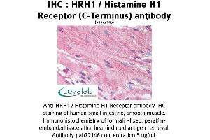 Image no. 1 for anti-Histamine Receptor H1 (HRH1) (C-Term) antibody (ABIN1735571) (HRH1 Antikörper  (C-Term))