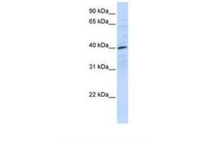 Image no. 1 for anti-Chemokine (C-X-C Motif) Receptor 4 (CXCR4) (N-Term) antibody (ABIN6737639) (CXCR4 Antikörper  (N-Term))