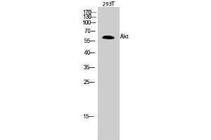 Western Blotting (WB) image for anti-V-Akt Murine Thymoma Viral Oncogene Homolog 1 (AKT1) (Ser13) antibody (ABIN3173738) (AKT1 Antikörper  (Ser13))