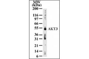 Western Blotting (WB) image for anti-V-Akt Murine Thymoma Viral Oncogene Homolog 3 (Protein Kinase B, Gamma) (AKT3) (AA 119-136) antibody (ABIN302246) (AKT3 Antikörper  (AA 119-136))