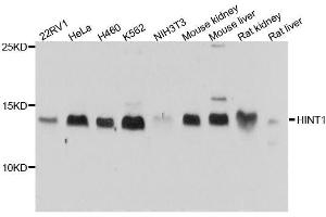 Western blot analysis of extracts of various cell lines, using HINT1 antibody. (HINT1 Antikörper  (AA 1-126))