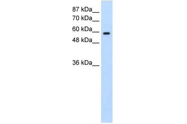 DAZ2 Antikörper  (N-Term)