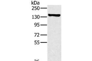 Western Blot analysis of A172 cell using PPP1R12A Polyclonal Antibody at dilution of 1:450 (PPP1R12A Antikörper)