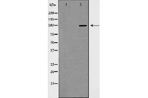 HDAC7 Antikörper  (C-Term)