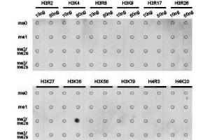 Western Blotting (WB) image for anti-Histone 3 (H3) (H3K36me2) antibody (ABIN1873004) (Histone 3 Antikörper  (H3K36me2))