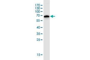 Western Blot detection against Immunogen (68. (AGO2 Antikörper  (AA 1-377))