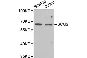 Western blot analysis of extracts of various cell lines, using SCG2 antibody. (SCG2 Antikörper)