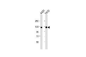 All lanes : Anti-CADH1 Antibody at 1:4000 dilution Lane 1: A431 whole cell lysate Lane 2: T47D whole cell lysate Lysates/proteins at 20 μg per lane. (E-cadherin Antikörper  (AA 1-392))