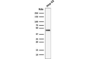 Western Blotting (WB) image for anti-Keratin 19 (KRT19) antibody (ABIN6939940)