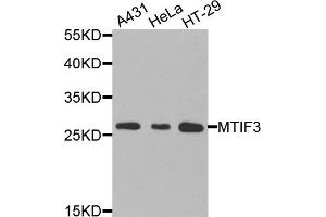 Western blot analysis of extracts of various cells, using MTIF3 antibody. (MTIF3 Antikörper)